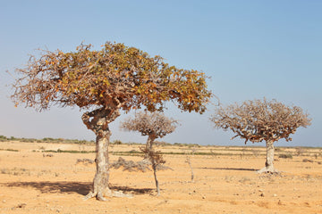 Myrrhe bio (Commiphora myrrha) - von ESSENCE - PUR | naturrein & hochwertig