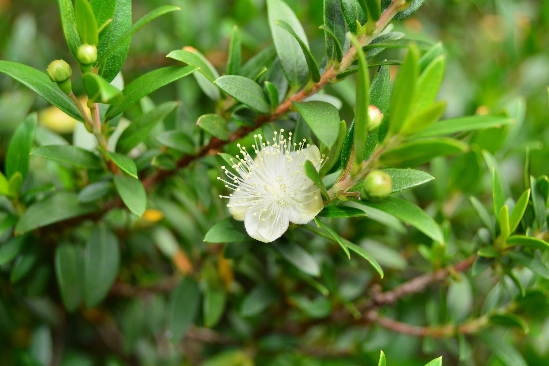 Myrte Zweig mit Blättern und Blüte zur Gewinnung von Myrtenöl grün bio