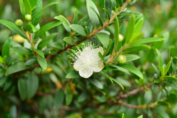 Myrtenöl grün bio (Myrtus communis) aus Tunesien - von ESSENCE - PUR | naturrein & hochwertig