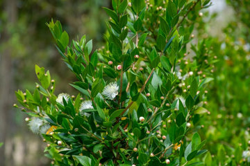 Myrten Hydrolat bio (Myrtus communis) aus Frankreich - von ESSENCE - PUR | naturrein & hochwertig