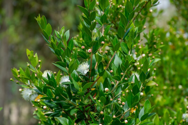 Myrtenstrauch mit grünen Blättern und weißen Blütenknospen – mediterrane Pflanze, Quelle des Bio-Myrtenhydrolats