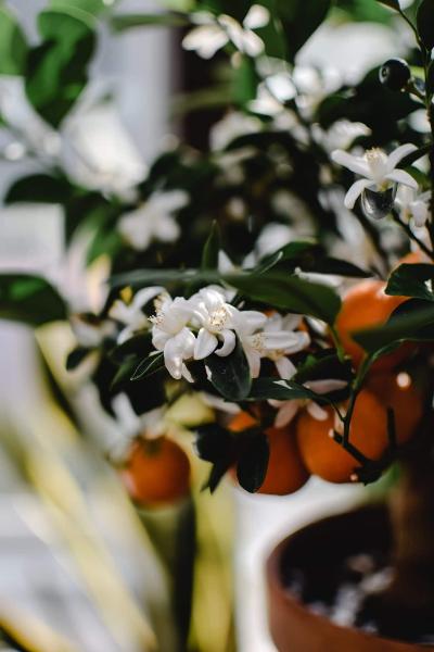 Neroliöl aus Bitterorangenblüten zur Herstellung von Neroli bio 10% (Jojobaöl Verdünnung)