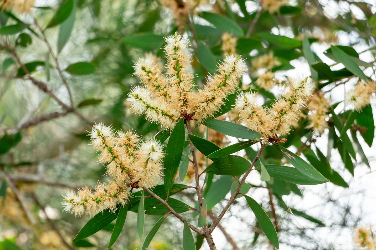 Niaouli (Melaleuca quinquenervia) – weißlich blühender Zweig mit typischen flaschenbürstenartigen Blütenständen.