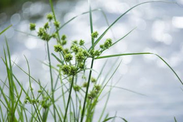Cypriol - Nagarmotha (Nussgrasöl) - von ESSENCE - PUR | naturrein & hochwertig