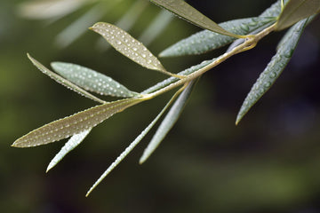 Olivenblatt Absolue 100% - von ESSENCE - PUR | naturrein & hochwertig