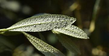 Olivenblatt Absolue 10% (Bio - Alkoholverdünnung) - von ESSENCE - PUR | naturrein & hochwertig
