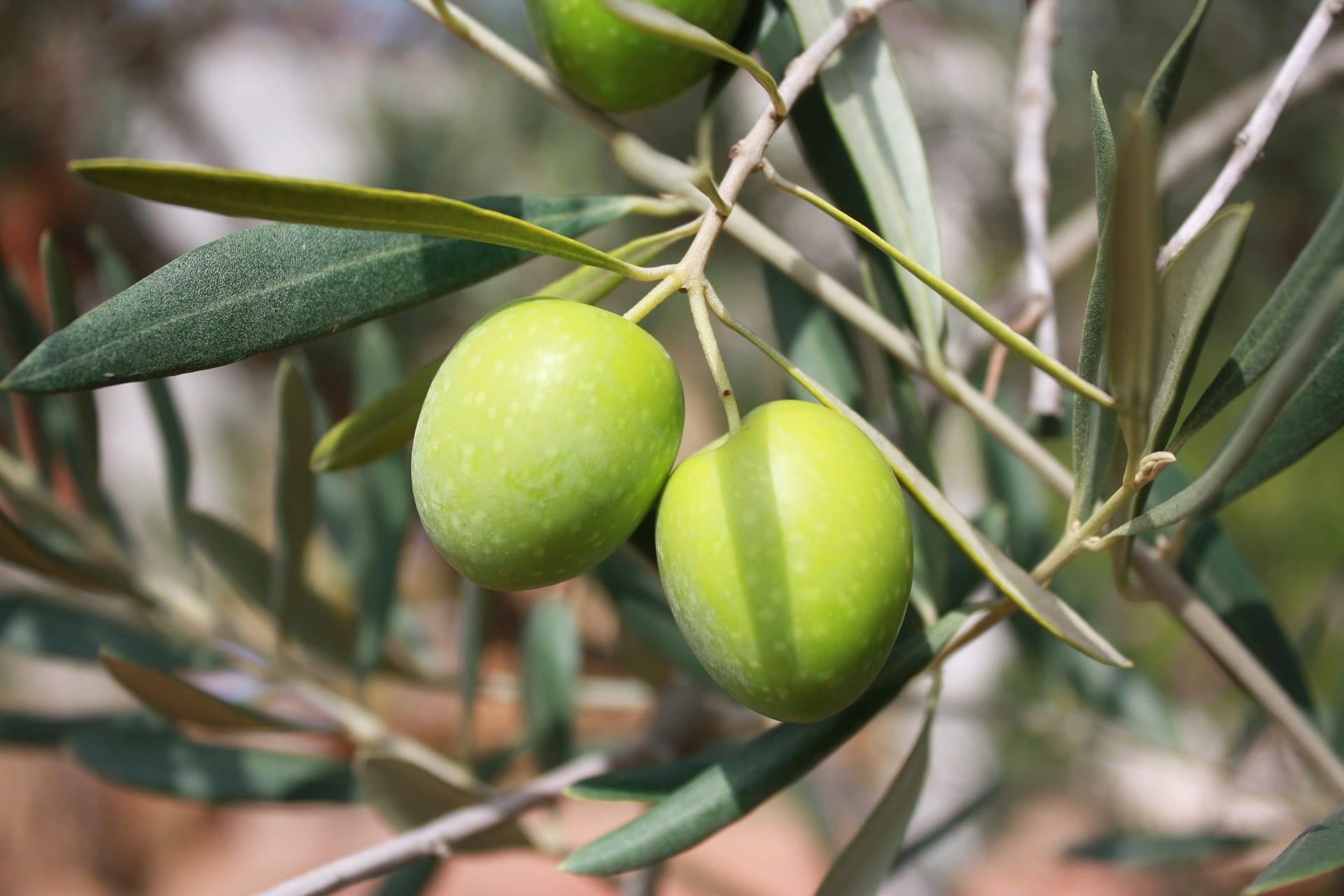 Olive am Zweig zur Gewinnung von Olivenfrucht Absolue 20% (Bio-Alkoholverdünnung)