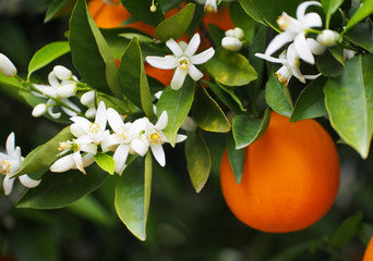 Orangenblüten - Citrus auranticum zur Gewinnung von edlem Orangenblüten Absolue 50% (Bio-Alkoholverdünnung)