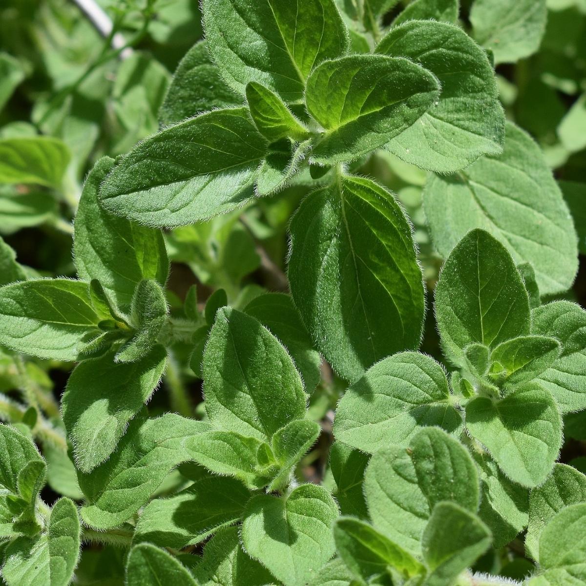 Oregano Öl - Compactum (Origanum compactum) · Marokko - von ESSENCE - PUR | naturrein & hochwertig