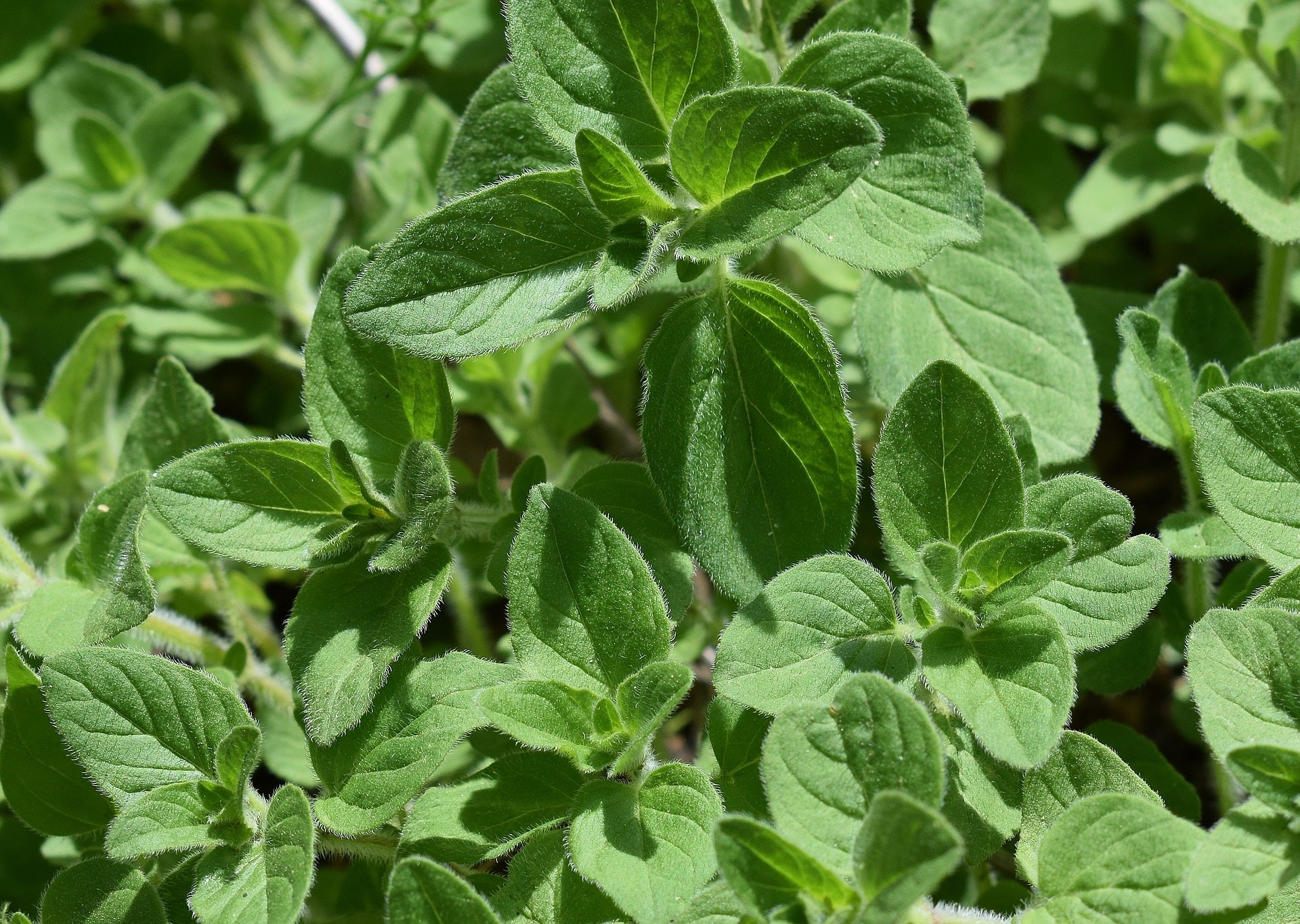 frische Oregano Blätter zur Gewinnung von Oregano Öl bio aus Marokko (ätherisches Öl)