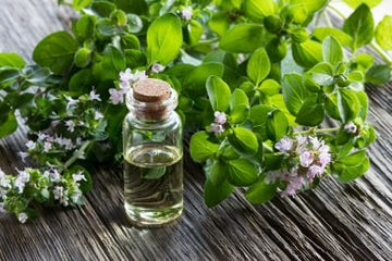 Oregano Öl in Glasflasche mit frischen Oreganozweigen und Blüten – Origanum compactum, mediterrane Kräuterpflanze