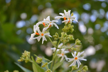 Harshingar (Parijat) ätherisches Öl - von ESSENCE - PUR | naturrein & hochwertig