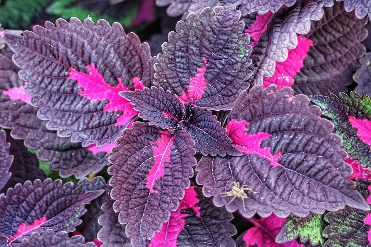Perilla fructens Pflanze zur Gewinnung von Perilla Blätter Shiso (ätherisches Öl)