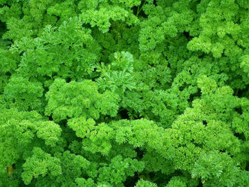 Petersilienblätter (ätherisches Öl) - von ESSENCE - PUR | naturrein & hochwertig