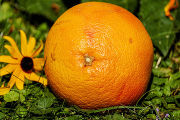 Petit Grain Grapefruit Öl – Ätherisches Öl aus Madagaskar - von ESSENCE - PUR | naturrein & hochwertig