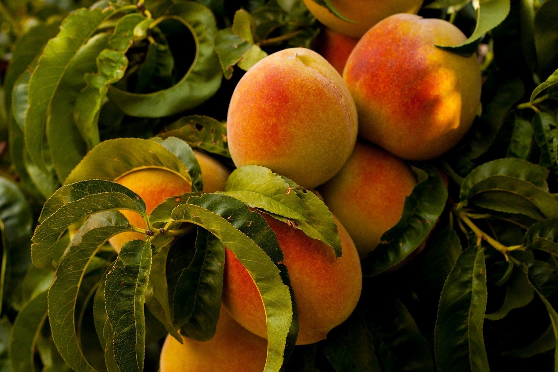 Pfirsich Blätter mit Frucht zur Gewinnung von Pfirsichblätter absolue 20% (Bio-Alkoholverdünnung)