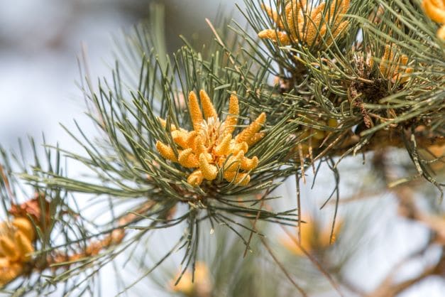 Pinus Ponderosa Patagonienkiefer Gelbkiefer Goldkiefer zur Gewinnung von Ponderosa Kiefern Öl