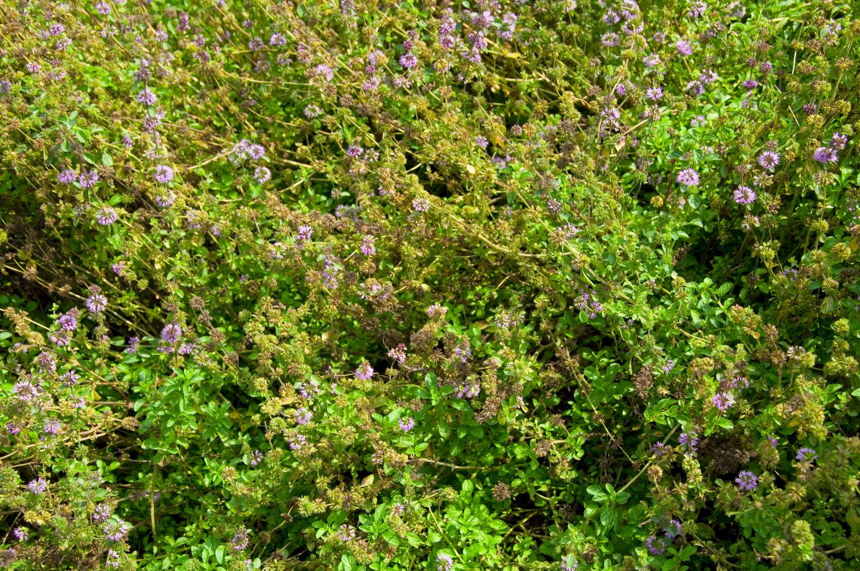 mentha pelugium_Poleiminze zur Gewinnung von Poleiminze (ätherisches Öl)