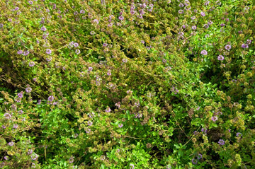 Poleiminze (ätherisches Öl) - von ESSENCE - PUR | naturrein & hochwertig