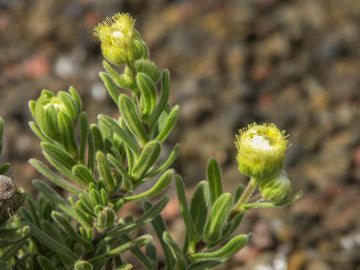 Bergminze Afrika bio (Dingadingana - Lary) - von ESSENCE - PUR | naturrein & hochwertig