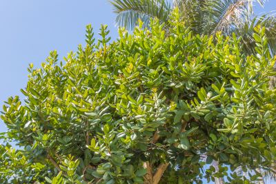 Rinde des Ravensara Baum zur Gewinnung von Ravensara anisata (ätherisches Öl)