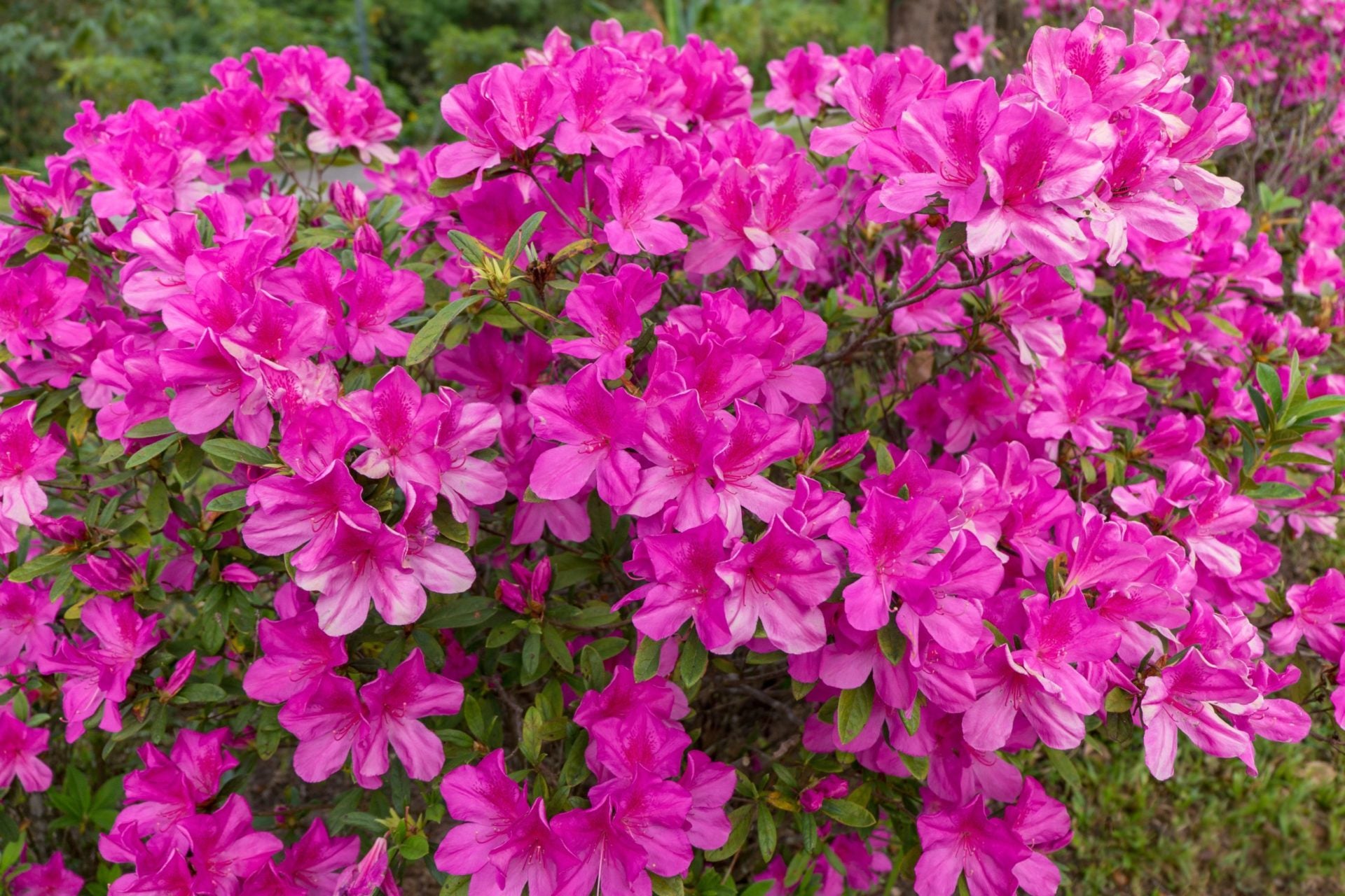 Rhododendron anthopogon zur Gewinnung von Rhododendron organic (ätherisches Öl)