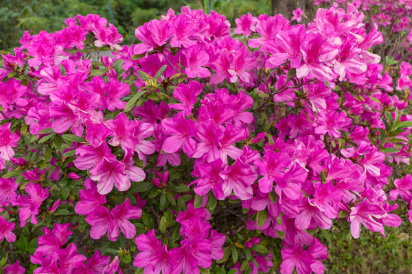 Rhododendron Öl (wild) aus Nepal – Ätherisches Öl – ESSENCE-PUR