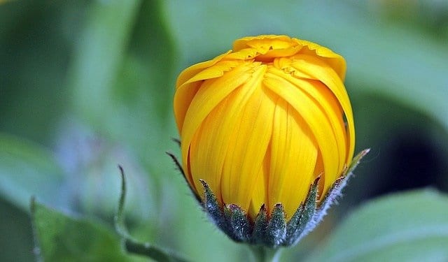 Goldgelbe Ringelblumenknospe in Nahaufnahme – Ursprung des Bio-Ringelblumenhydrolats, naturreiner Duft aus Frankreich