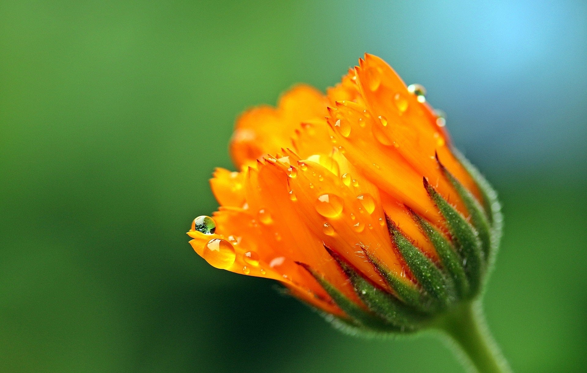 Ringelblume - Calendula zur Gewinnung von Ringelblume absolue 20% (Bio-Alkoholverdünnung)