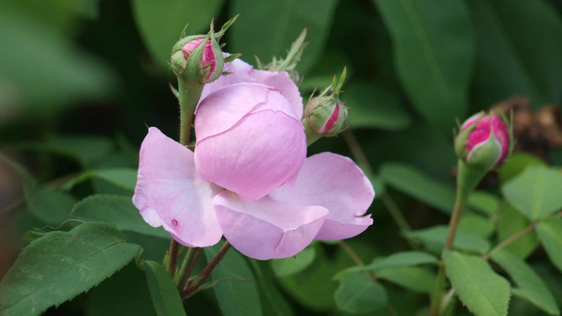 Rosa Damascena zur Herstellung von Rosenöl bio (Afghanistan) 10% Bio-Alkoholverdünnung