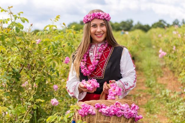 Rosenblätter aus Bulgarien zur Herstellung von Rosenöl (Bulgarien) 20% Bio-Alkoholverdünnung