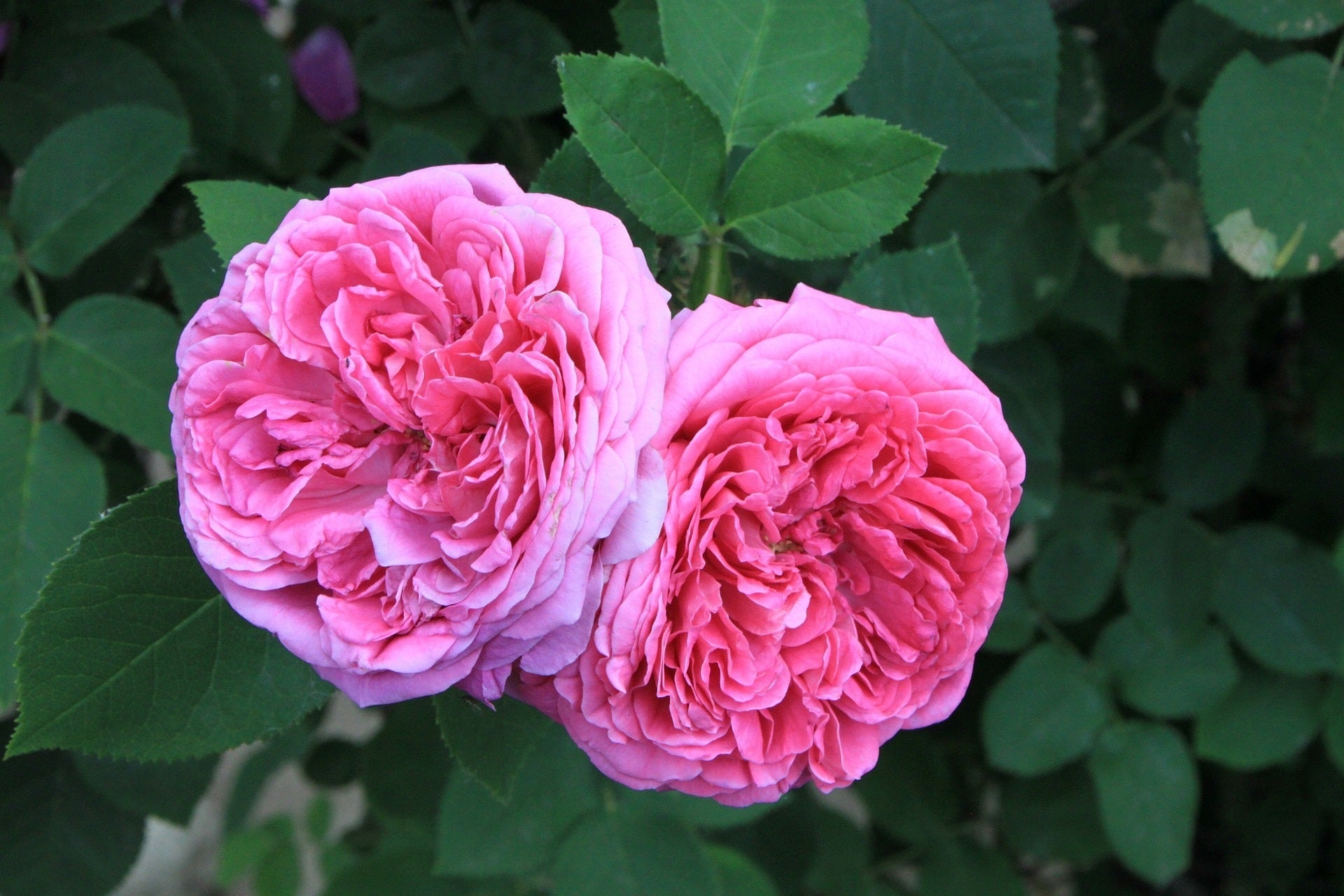 Rose Damascena für feines Rosenöl bio in Bio-Jojobaöl