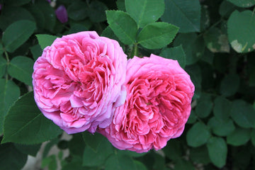 Rosenöl bio (Rosa Damascena) in Bio - Jojobaöl - von ESSENCE - PUR | naturrein & hochwertig