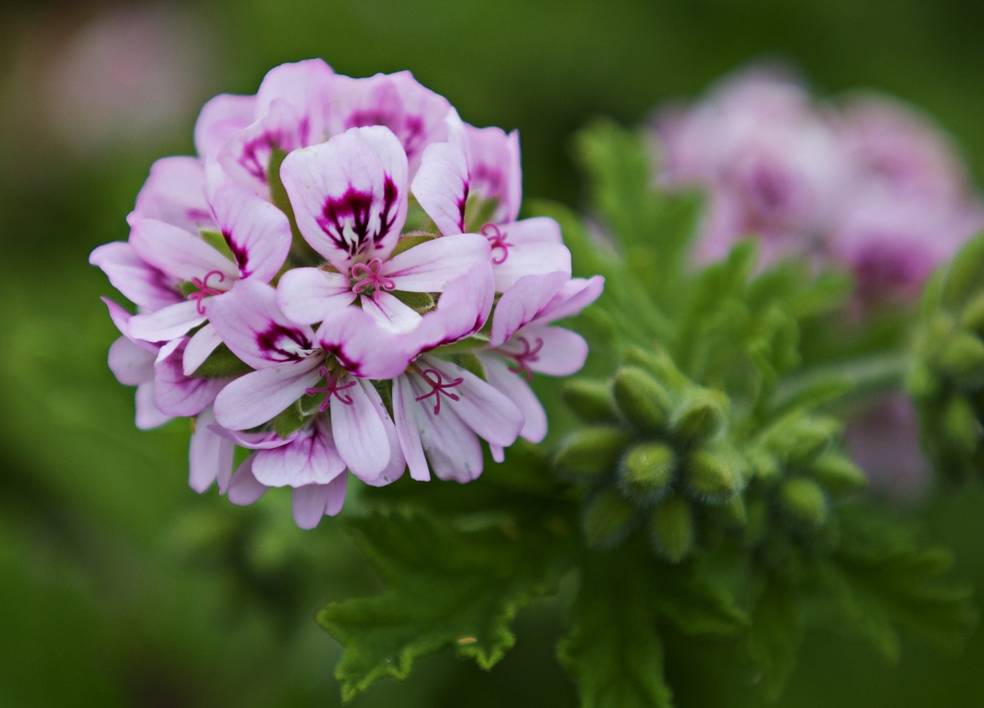 Rosengeranie Blüten zur Gewinnung von Geranie Bourbon bio Rosengeranie (ätherisches Öl)