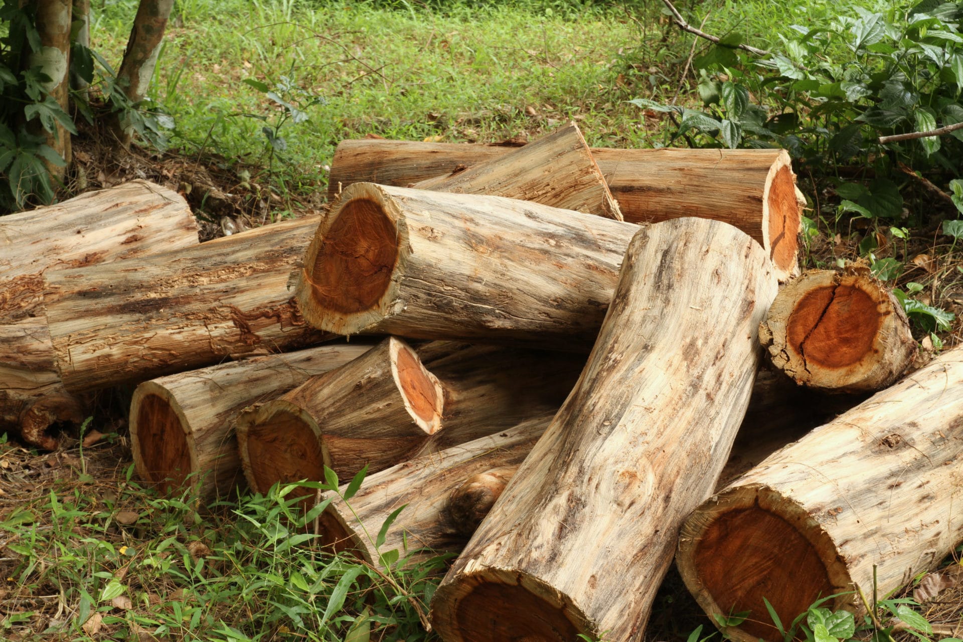 Rosenholz - Palisander zur Gewinnung von Rosenholz Öl bio aus Brasilien – Ätherisches Öl mit warmem Aroma.