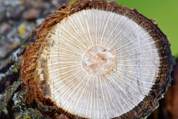 Rosenholz Öl aus Indien – mit warmem Duft - von ESSENCE - PUR | naturrein & hochwertig