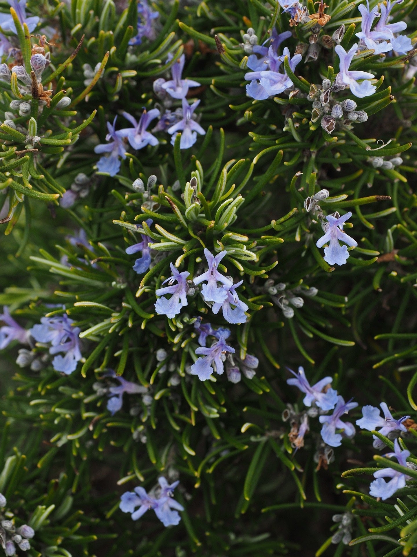 Blühender Rosmarin (Rosmarinus officinalis) mit zarten, violetten Blüten in der Natur – Basis für Bio-Rosmarinhydrolat Camphor aus Frankreich.