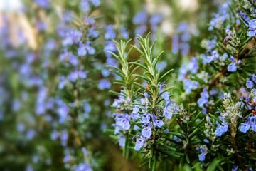 Rosmarinöl pyramidalis bio - von ESSENCE - PUR | naturrein & hochwertig
