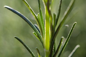 Rosmarinöl Cineol bio (ätherisches Öl) - von ESSENCE - PUR | naturrein & hochwertig