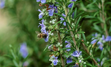 Rosmarin Hydrolat verbenon bio (Rosmarinwasser) - von ESSENCE - PUR | naturrein & hochwertig