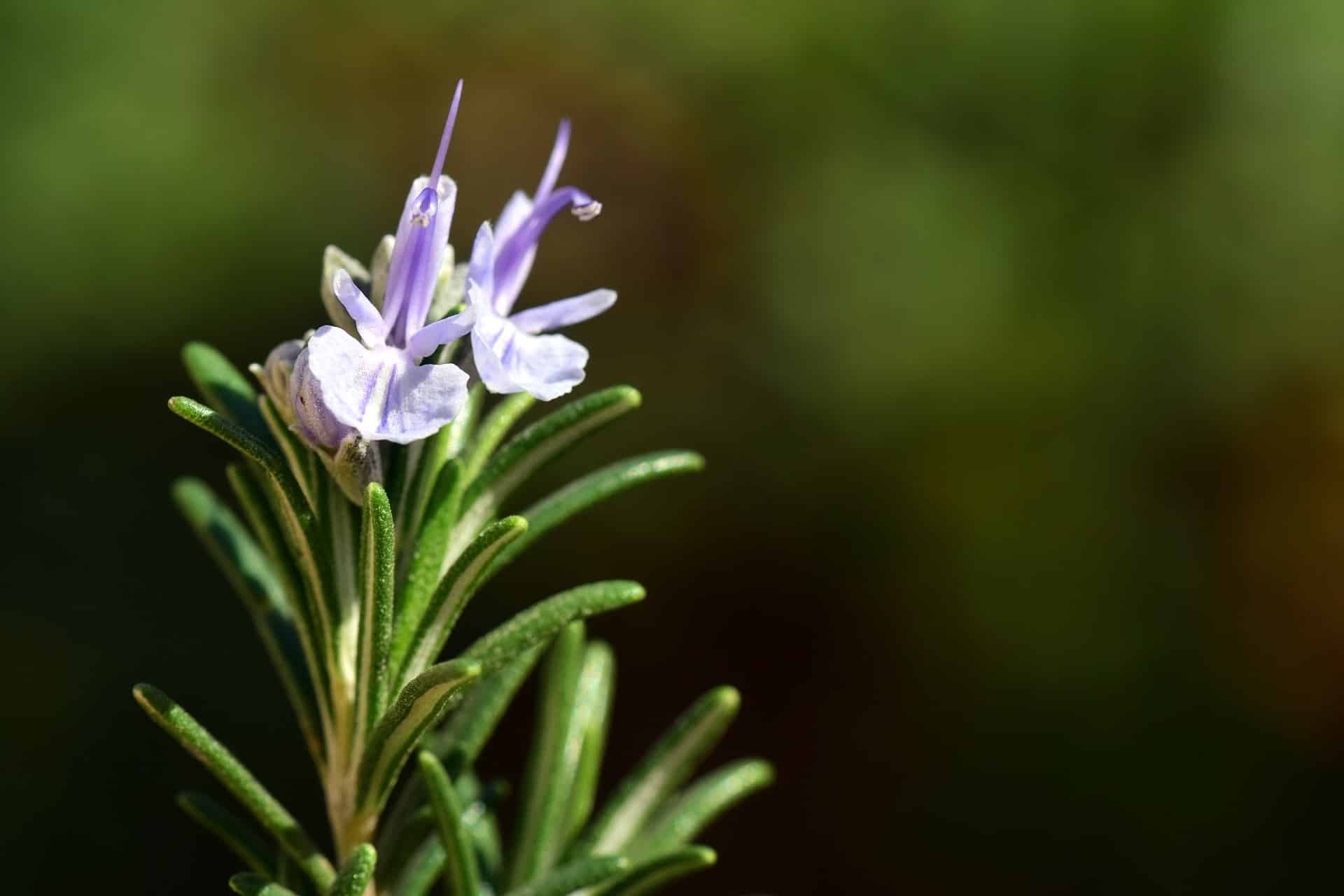 Rosmarin mit Blüte zur Gewinnung von Rosmarinöl verbenon bio (ätherisches Öl)