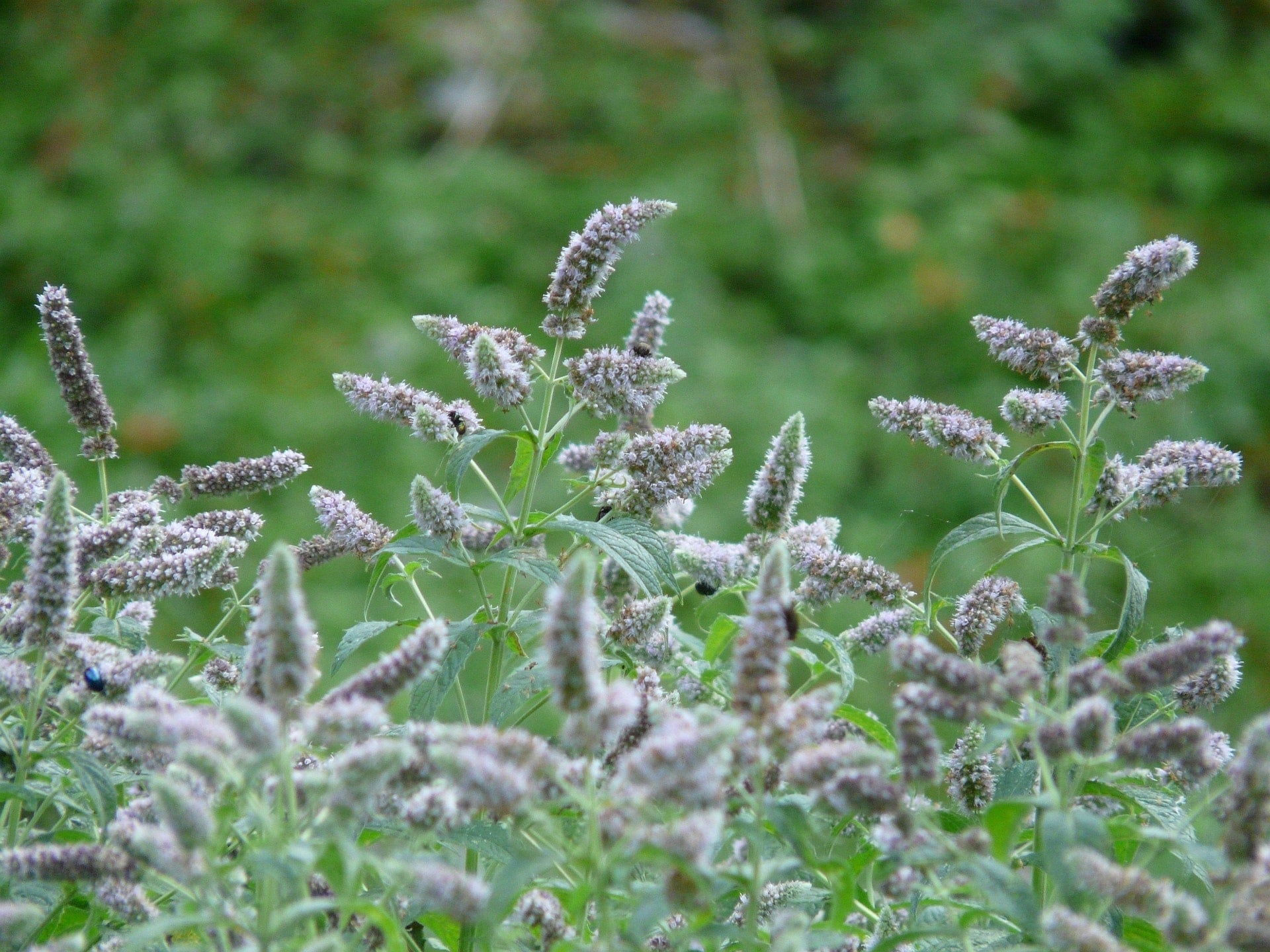 Rossminze zur Gewinnung von Rossminze - Waldminze bio (Mentha longifolia)