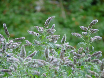 Rossminze - Waldminze bio (Mentha longifolia) - von ESSENCE - PUR | naturrein & hochwertig
