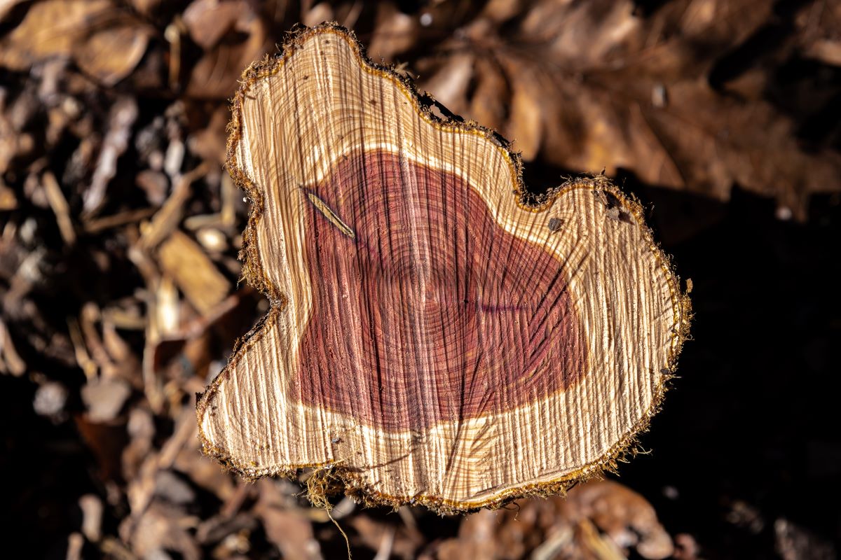 Holz der roten Zeder (juniperus virginiana) zur Gewinnung von Zedernholzöl Virginia - juniperus virginiana (ätherisches Öl)