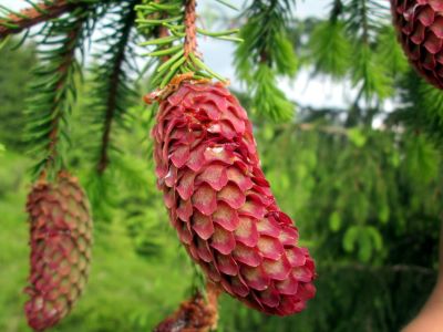 Zweig der Rotfichte mit Zapfen zur Gewinnung von Rotfichtenöl bio (ätherisches Öl)