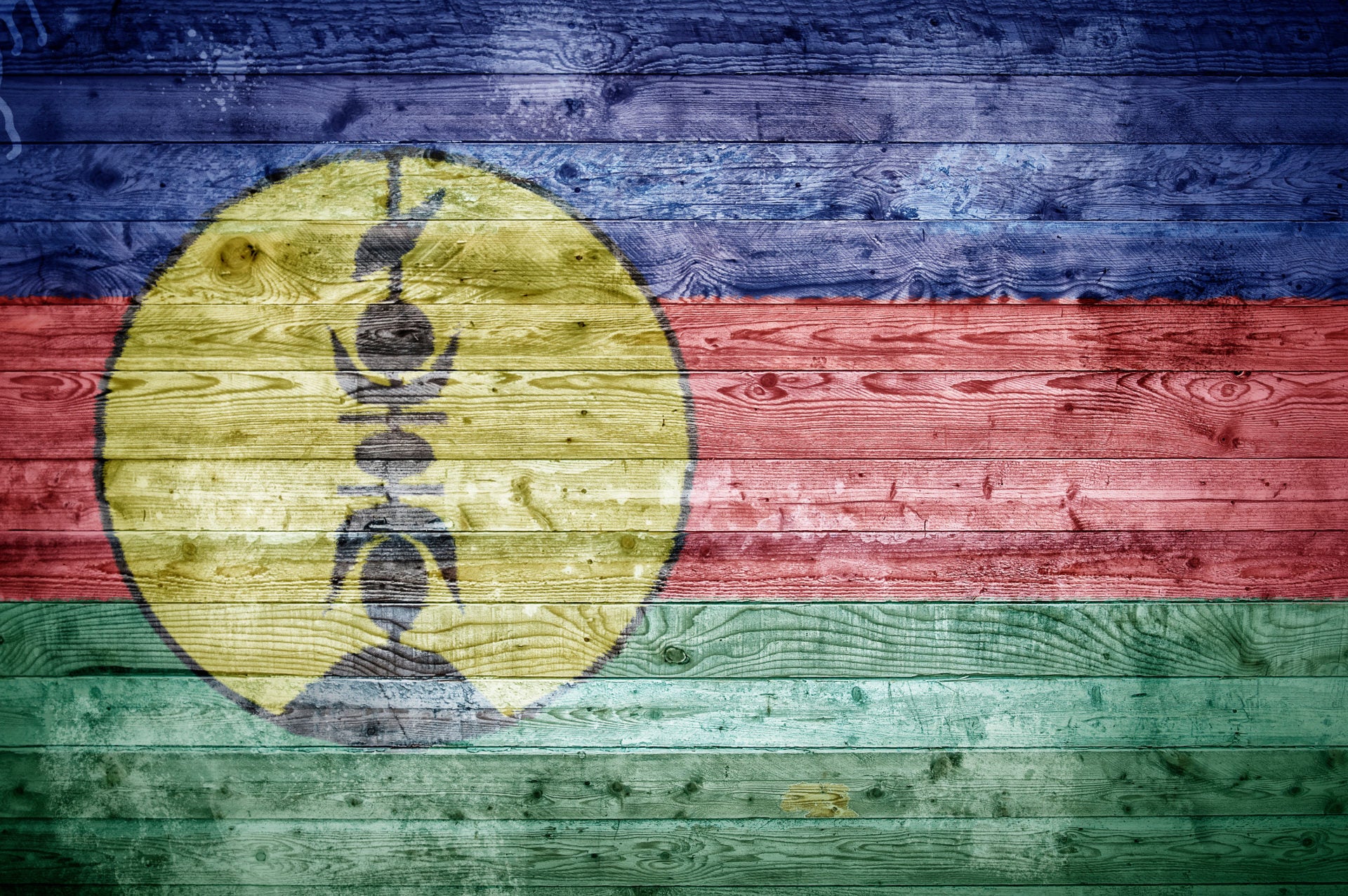 Sandelholz aus New Caledonien zur Gewinnung von Sandelholz Öl (Santalum austrocaledonicum) – therisches Öl aus Neukaledonien
