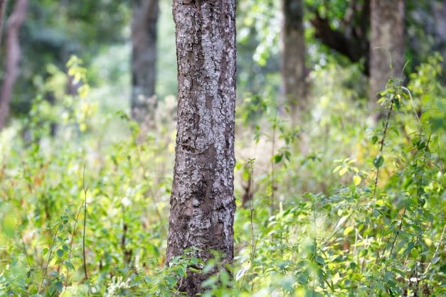 Sandelholzbaum in Indien zur Gewinnung von Sandelholz Indien 50% (Bio-Alkoholverdünnung)