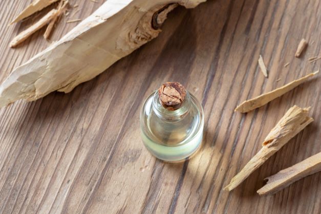 Sandelholz aus Sri Lanka zur Herstellung von Sandelholzöl (Sri Lanka) -Bio-Alkoholverdünnung