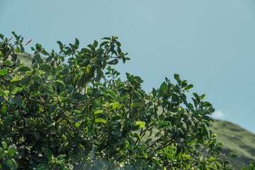 Sandelholz Öl aus Santalum paniculatum (Royal Hawaiian) - von ESSENCE - PUR | naturrein & hochwertig