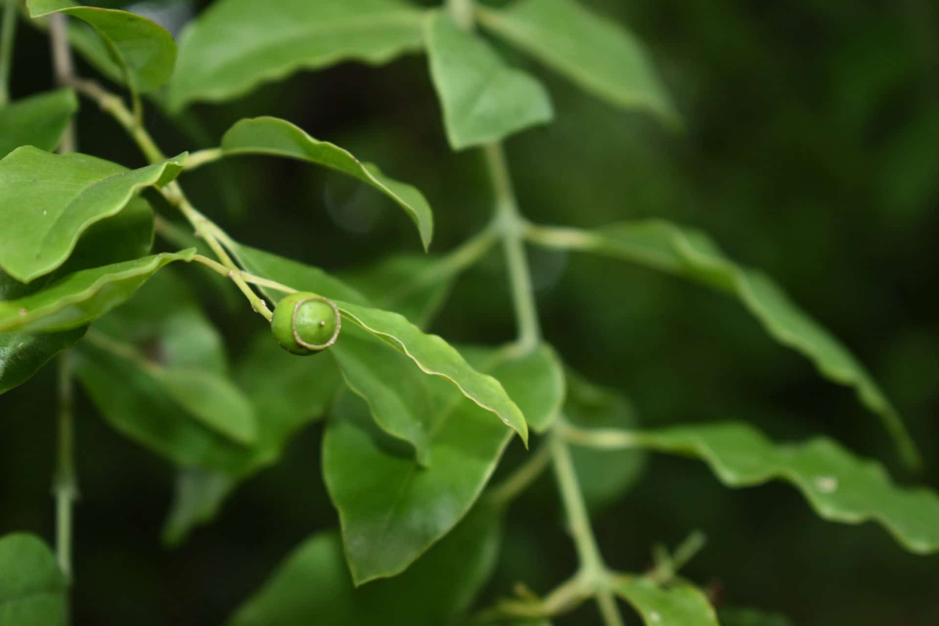 Sandelholzbaum mit Frucht zur Gewinnung von Sandelholz Sri Lanka (ätherisches Öl)